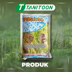 PASKAL 50 WP 250GR