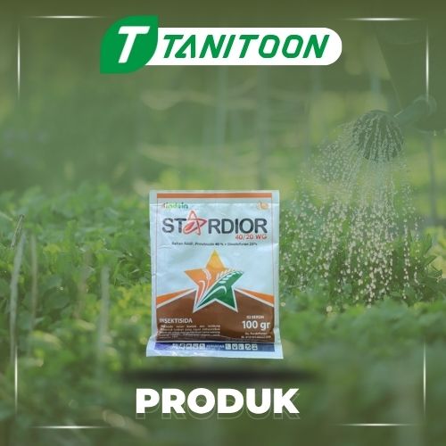 STARDIOR 40/20 WG 100 GR