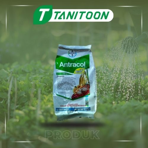 ANTRACL 500 GR