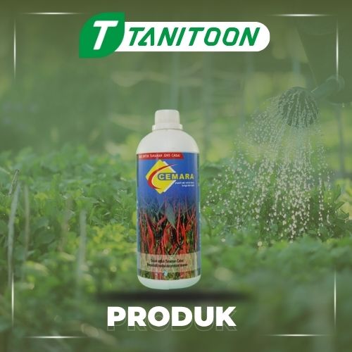 CEMARA CABE 500 ML