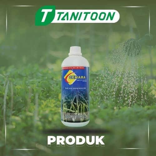 CEMARA K.IJO 1 LTR