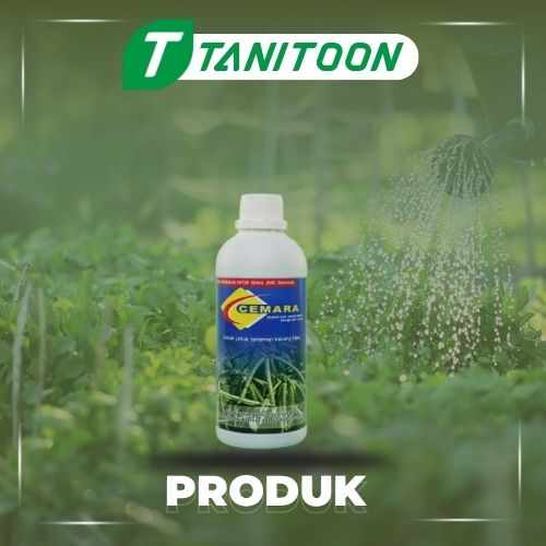 CEMARA K.IJO 500 ML