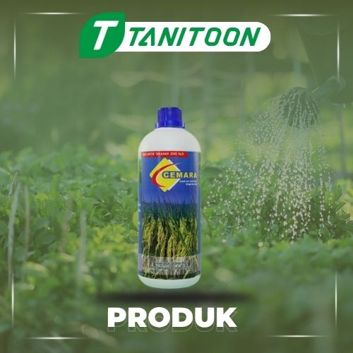 CEMARA PADI 1 LTR
