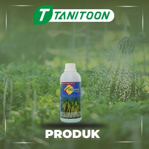 CEMARA PAI 500 ML